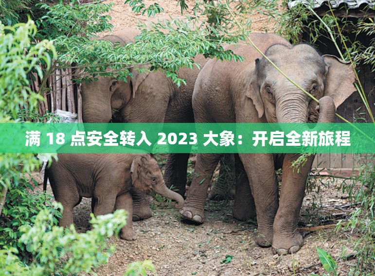 满 18 点安全转入 2023 大象：开启全新旅程