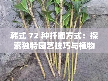 韩式 72 种扦插方式：探索独特园艺技巧与植物繁殖秘籍