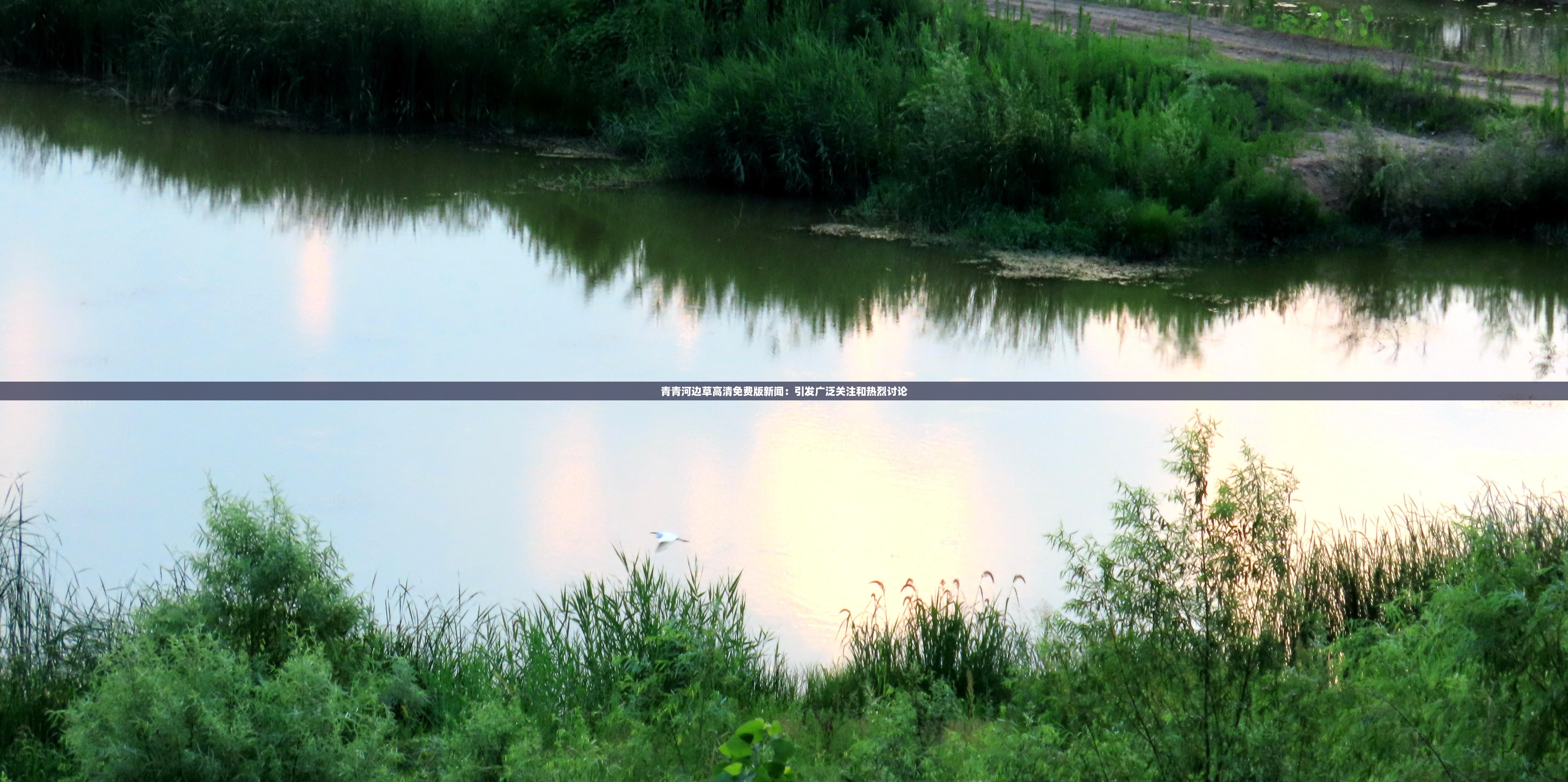 青青河边草高清免费版新闻：引发广泛关注和热烈讨论