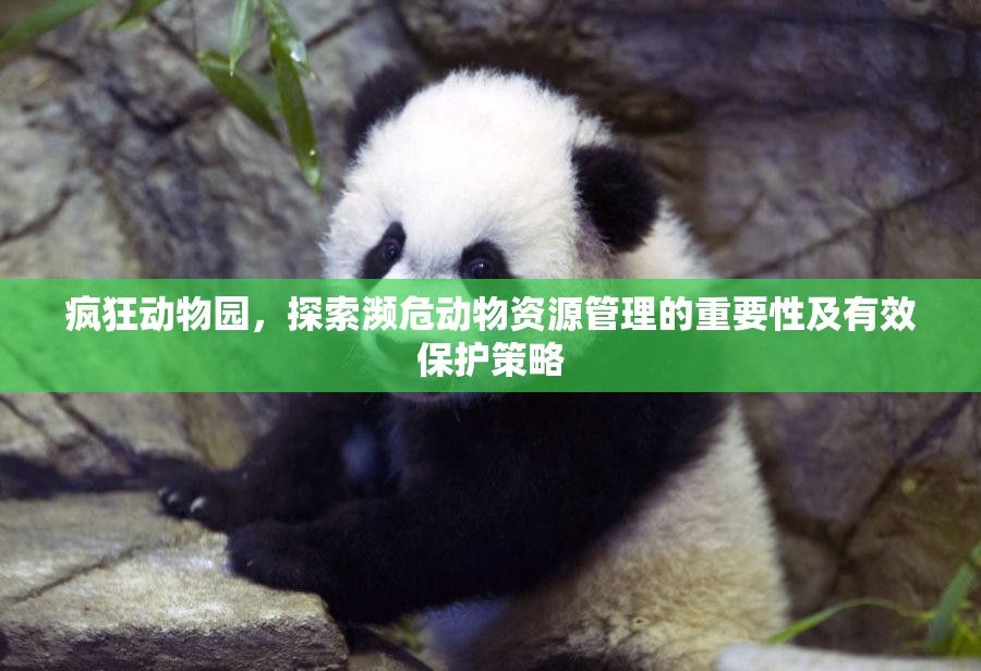 疯狂动物园，探索濒危动物资源管理的重要性及有效保护策略
