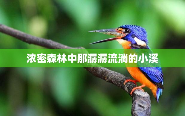 浓密森林中那潺潺流淌的小溪