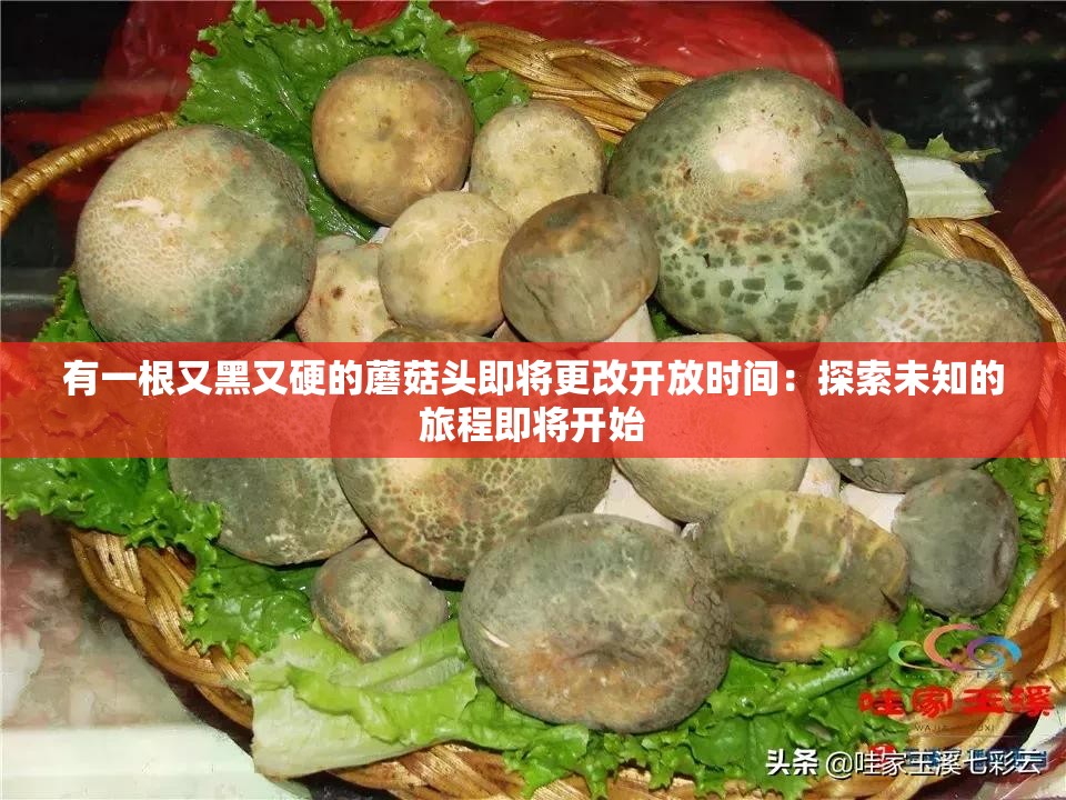 有一根又黑又硬的蘑菇头即将更改开放时间：探索未知的旅程即将开始