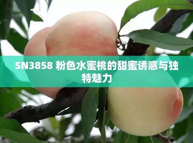 SN3858 粉色水蜜桃的甜蜜诱惑与独特魅力