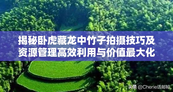 揭秘卧虎藏龙中竹子拍摄技巧及资源管理高效利用与价值最大化策略