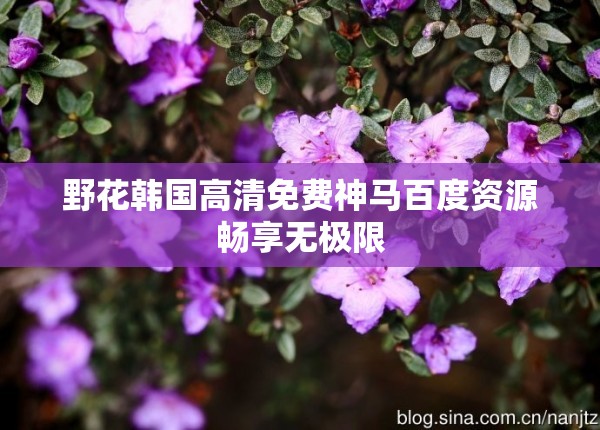 野花韩国高清免费神马百度资源畅享无极限
