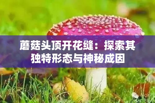 蘑菇头顶开花缝：探索其独特形态与神秘成因