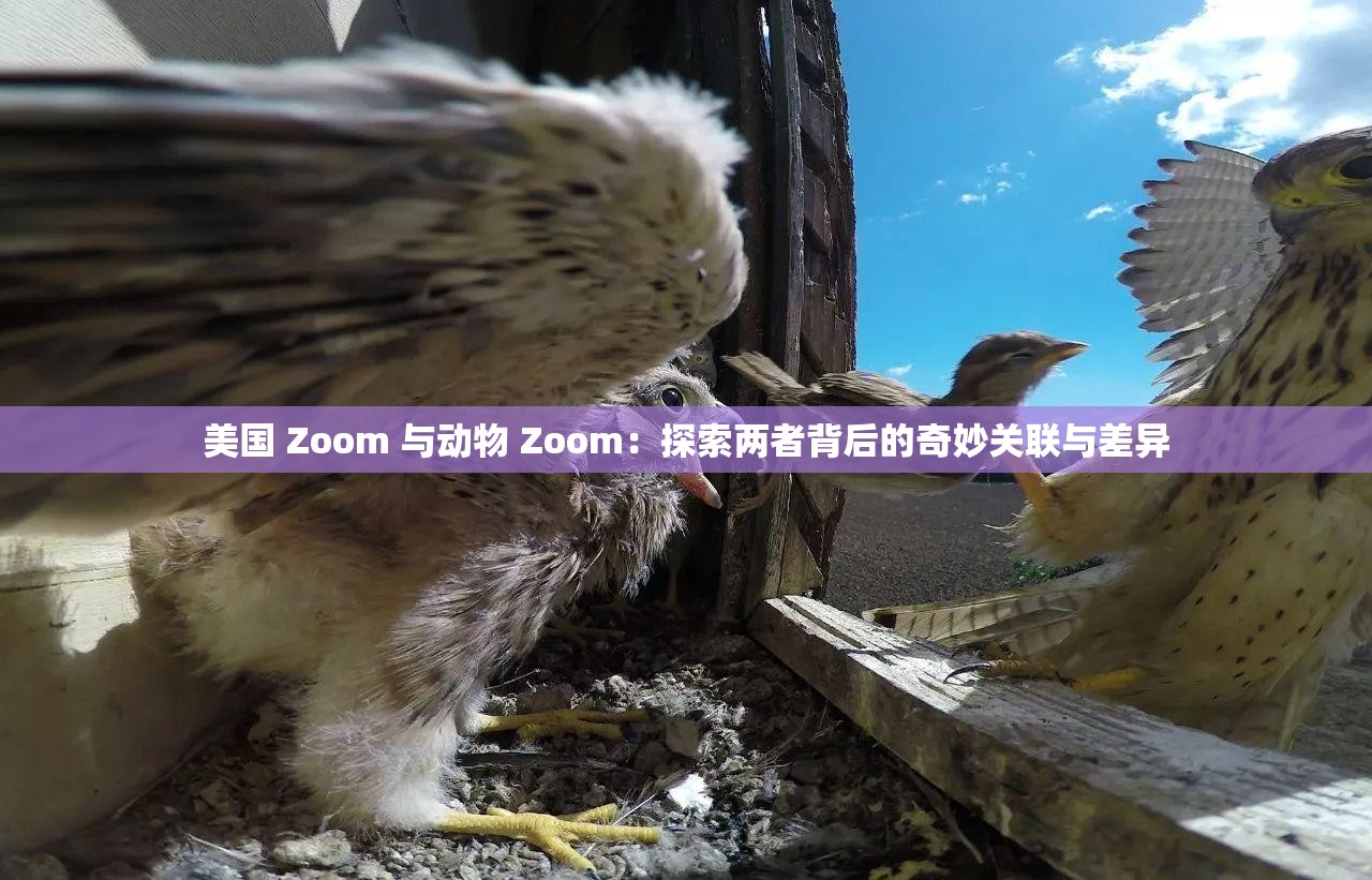 美国 Zoom 与动物 Zoom：探索两者背后的奇妙关联与差异