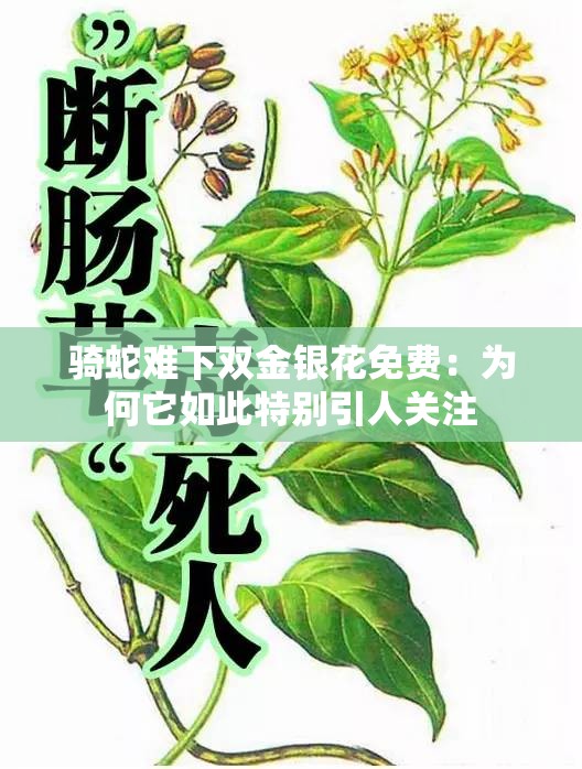 骑蛇难下双金银花免费：为何它如此特别引人关注