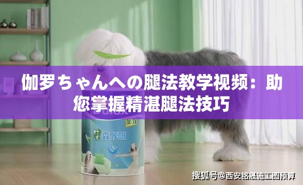 伽罗ちゃんへの腿法教学视频：助您掌握精湛腿法技巧