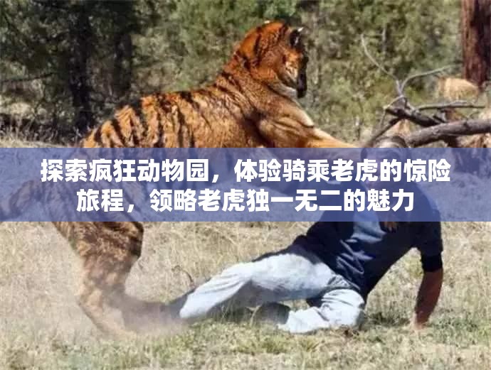 探索疯狂动物园，体验骑乘老虎的惊险旅程，领略老虎独一无二的魅力