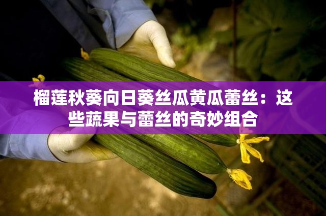 榴莲秋葵向日葵丝瓜黄瓜蕾丝：这些蔬果与蕾丝的奇妙组合