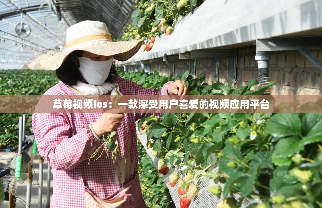 草莓视频ios：一款深受用户喜爱的视频应用平台