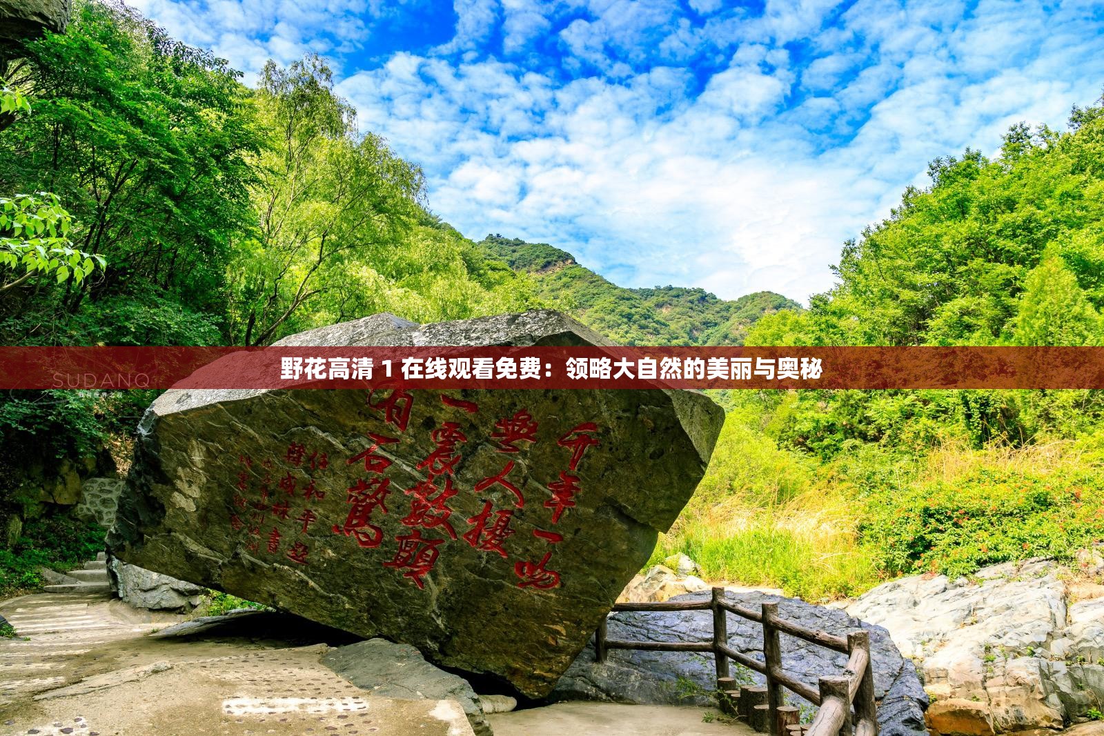 野花高清 1 在线观看免费：领略大自然的美丽与奥秘