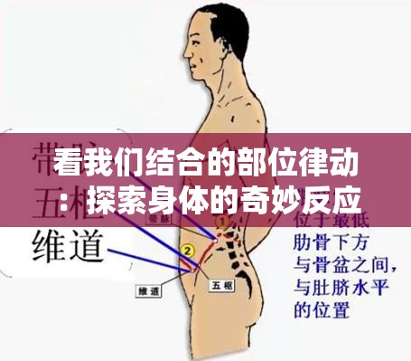 看我们结合的部位律动：探索身体的奇妙反应