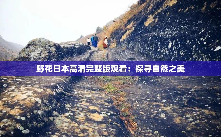 野花日本高清完整版观看：探寻自然之美