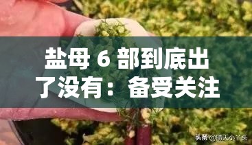 盐母 6 部到底出了没有：备受关注的悬念未解