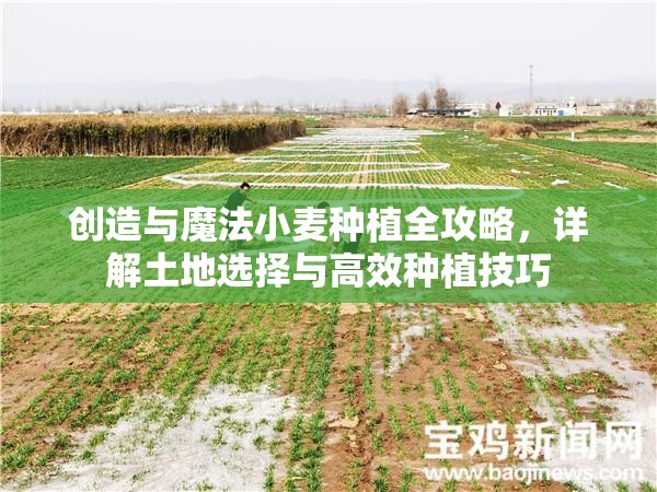 创造与魔法小麦种植全攻略，详解土地选择与高效种植技巧