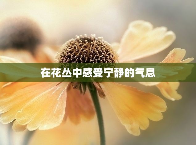 在花丛中感受宁静的气息