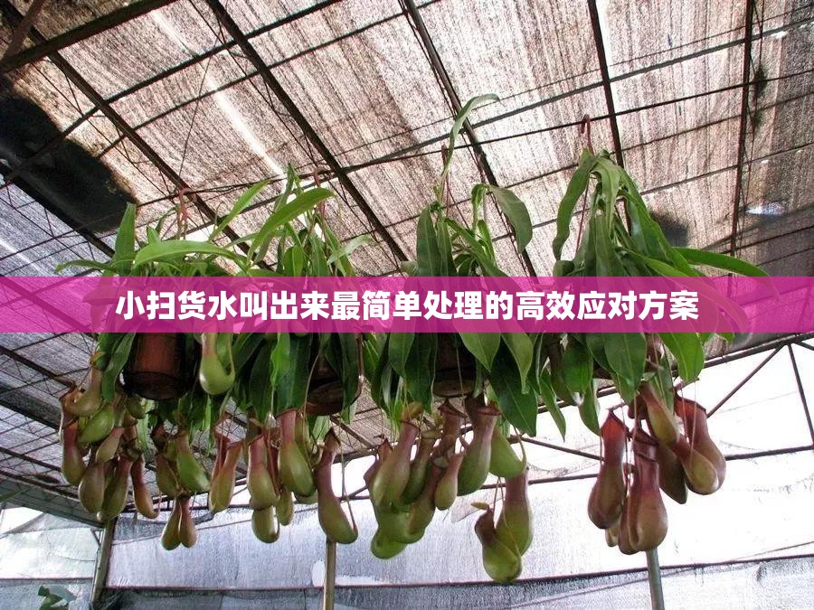 小扫货水叫出来最简单处理的高效应对方案