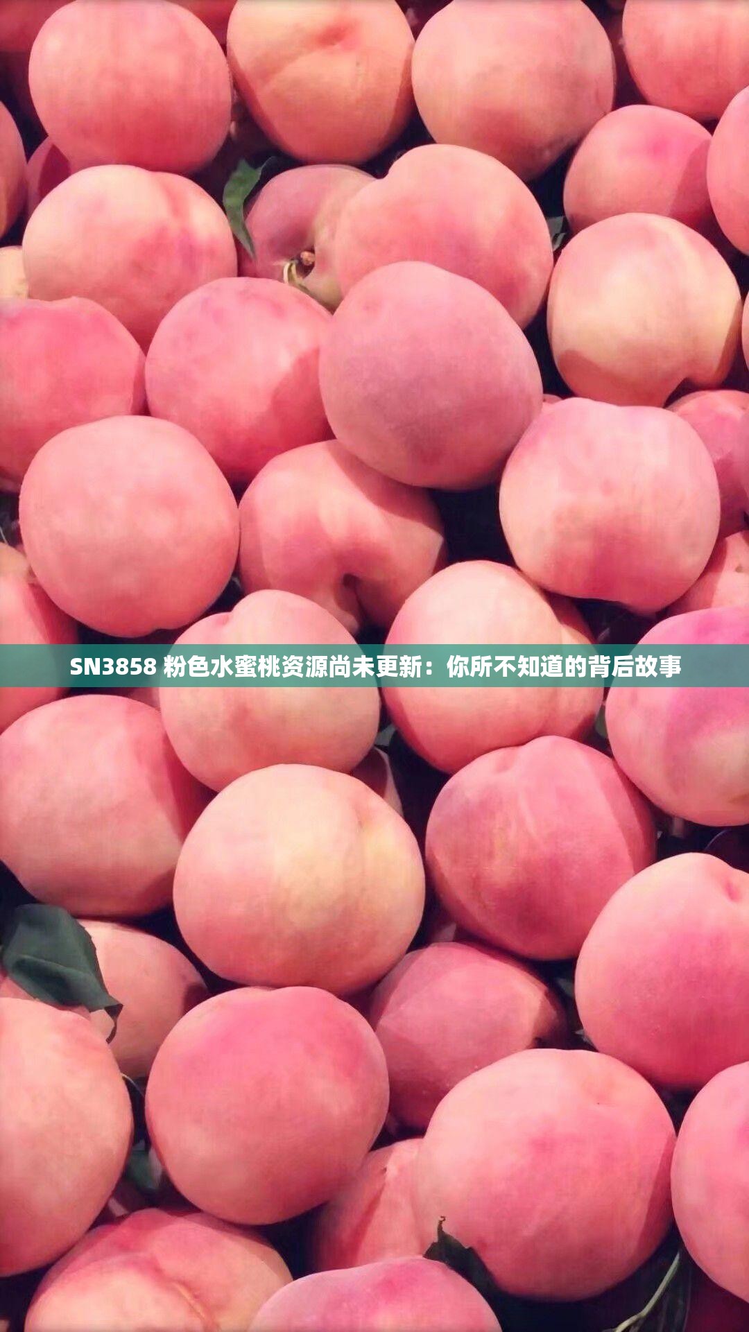 SN3858 粉色水蜜桃资源尚未更新：你所不知道的背后故事