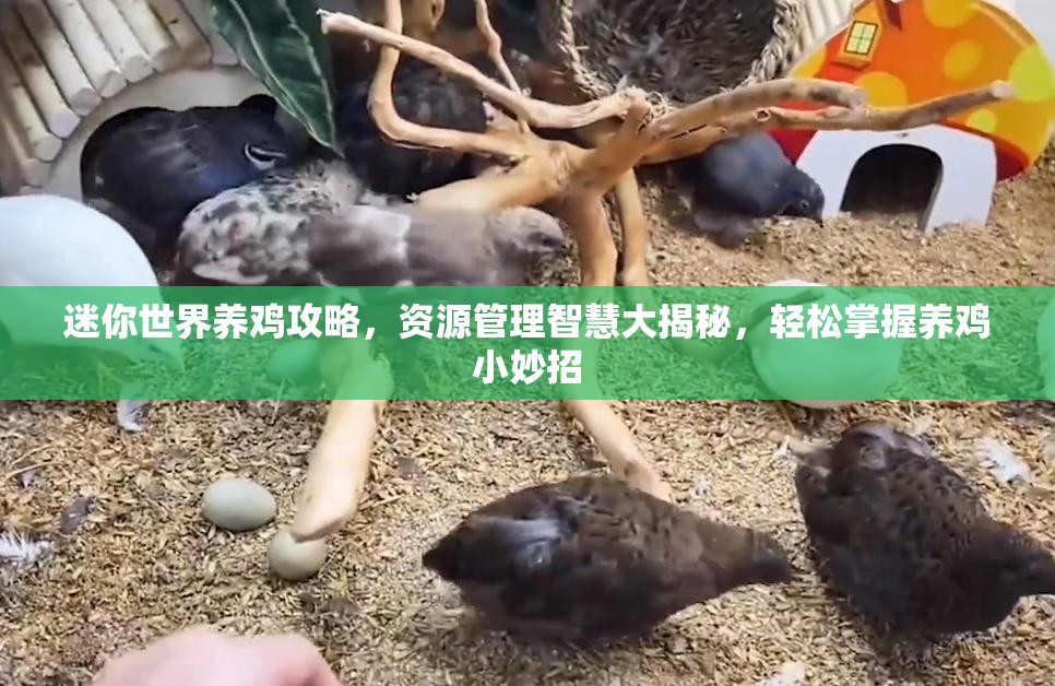 迷你世界养鸡攻略，资源管理智慧大揭秘，轻松掌握养鸡小妙招