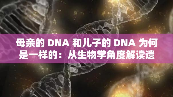 母亲的 DNA 和儿子的 DNA 为何是一样的：从生物学角度解读遗传奥秘
