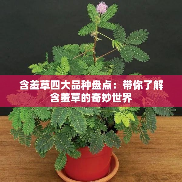 含羞草四大品种盘点：带你了解含羞草的奇妙世界