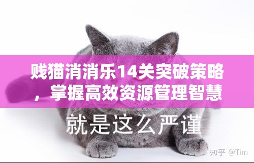 贱猫消消乐14关突破策略，掌握高效资源管理智慧，助你轻松通关