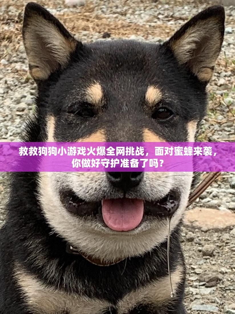 救救狗狗小游戏火爆全网挑战，面对蜜蜂来袭，你做好守护准备了吗？