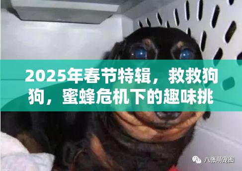 2025年春节特辑，救救狗狗，蜜蜂危机下的趣味挑战游戏，快来下载体验迎新春！