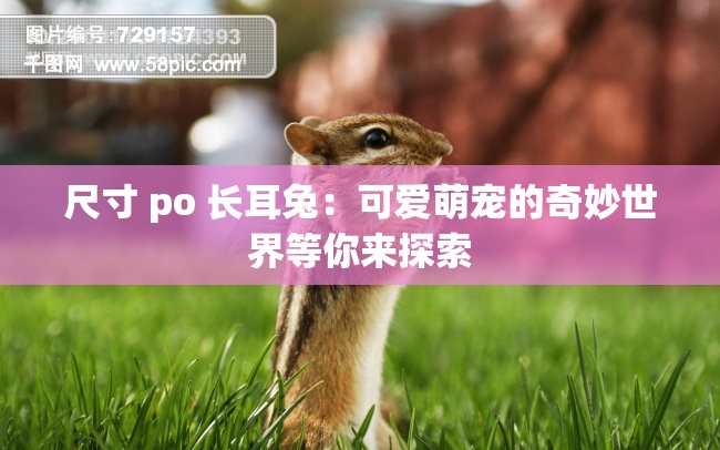 尺寸 po 长耳兔：可爱萌宠的奇妙世界等你来探索