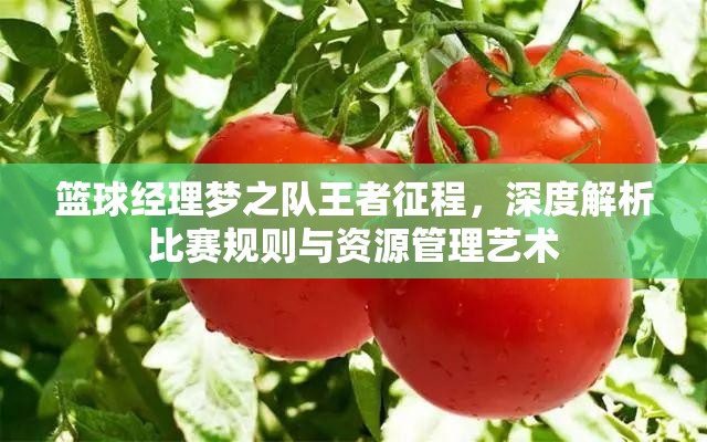 篮球经理梦之队王者征程，深度解析比赛规则与资源管理艺术