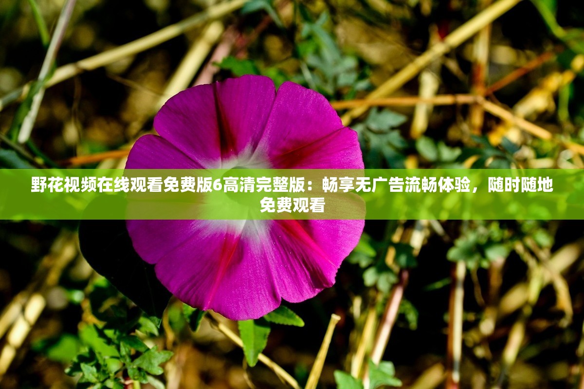 野花视频在线观看免费版6高清完整版：畅享无广告流畅体验，随时随地免费观看
