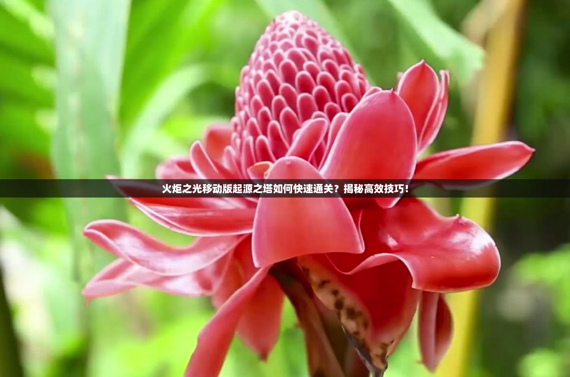 火炬之光移动版起源之塔如何快速通关？揭秘高效技巧！