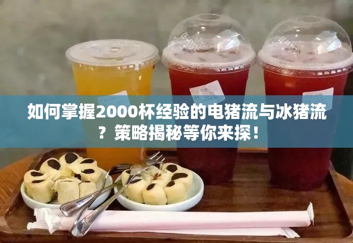 如何掌握2000杯经验的电猪流与冰猪流？策略揭秘等你来探！