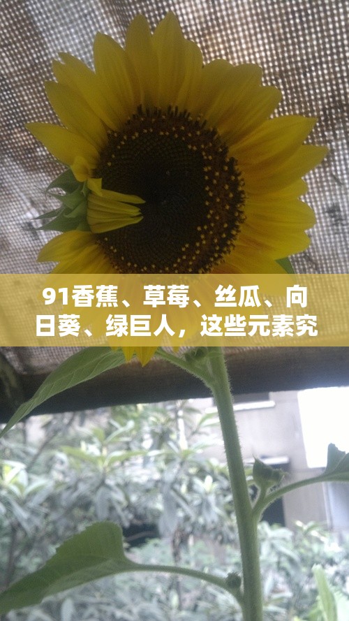 91香蕉、草莓、丝瓜、向日葵、绿巨人，这些元素究竟有何特别之处？