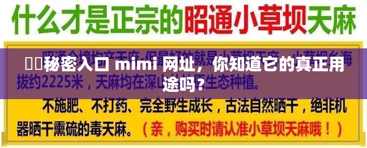 ㊙️秘密入口 mimi 网址，你知道它的真正用途吗？