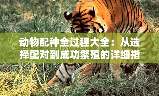 动物配种全过程大全：从选择配对到成功繁殖的详细指南与实用技巧