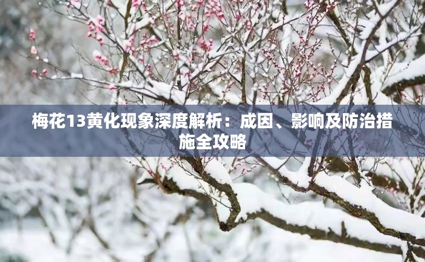 梅花13黄化现象深度解析：成因、影响及防治措施全攻略