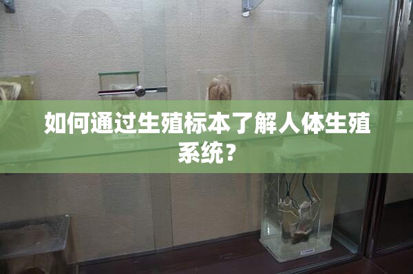 如何通过生殖标本了解人体生殖系统？