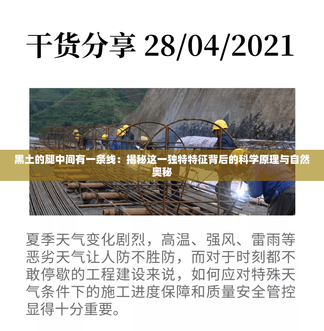 黑土的腿中间有一条线：揭秘这一独特特征背后的科学原理与自然奥秘